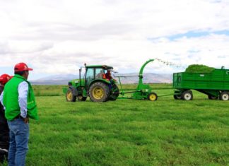 Gobierno Regional de Ayacucho impulsa producción de forraje para garantizar sostenibilidad ganadera Gobierno Regional de Ayacucho impulsa producción de forraje