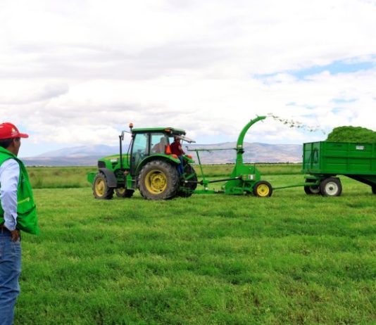 Gobierno Regional de Ayacucho impulsa producción de forraje para garantizar sostenibilidad ganadera Gobierno Regional de Ayacucho impulsa producción de forraje